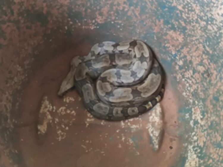 Jiboia de dois metros é encontrada em quintal de residência