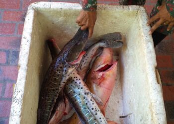 Pescador profissional e amigos são multados por pescar com rede na piracema