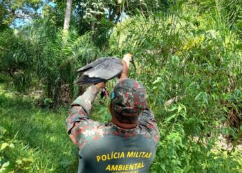 Aves tratadas e reabilitadas no Aquário Natural são soltas novamente à natureza