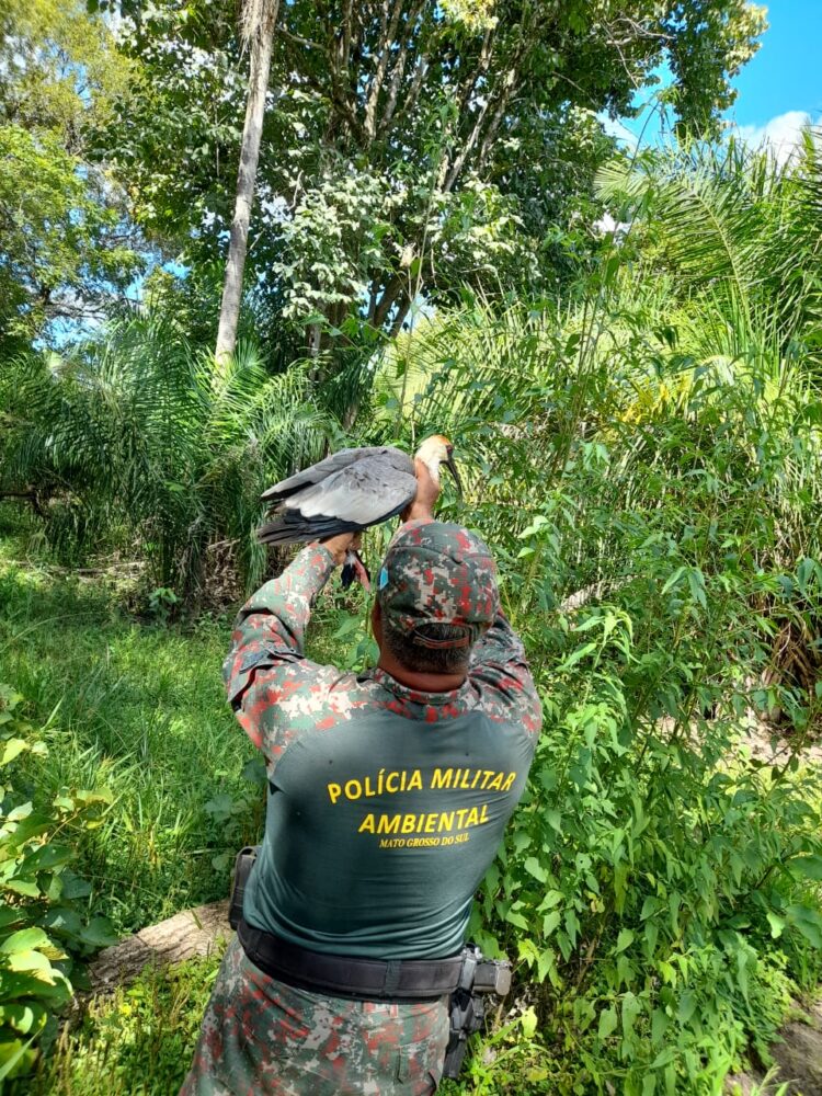 Aves tratadas e reabilitadas no Aquário Natural são soltas novamente à natureza