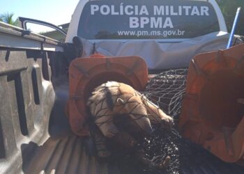 Tamanduá-mirim visita residência e se esconde de cachorros atrás de árvore no interior