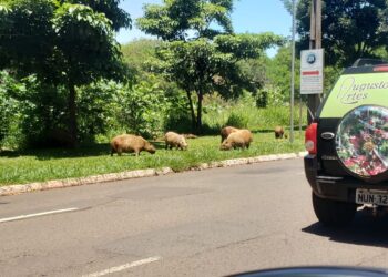 “Pensa nas Capivaras gordinhas!”: leitor flagra bando na Avenida Ernesto Geisel