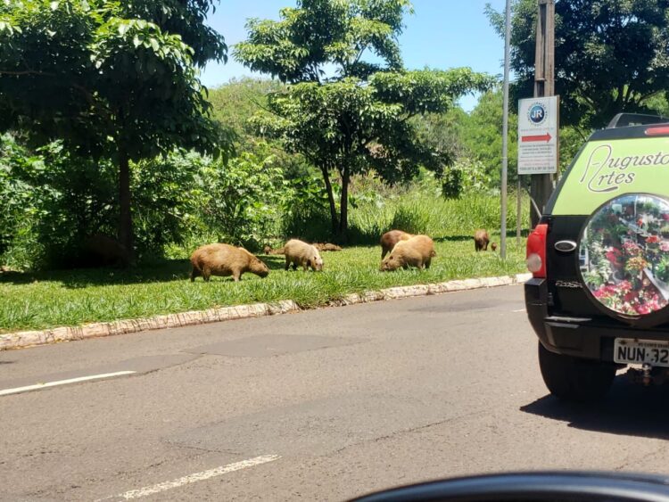 “Pensa nas Capivaras gordinhas!”: leitor flagra bando na Avenida Ernesto Geisel