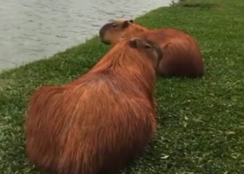 Vídeo: Capivara vira de barriga pra cima para receber carinho de turistas