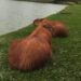 Vídeo: Capivara vira de barriga pra cima para receber carinho de turistas