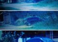 Vítima de furto divulga imagens de Honda Fit utilizado no crime na Capital