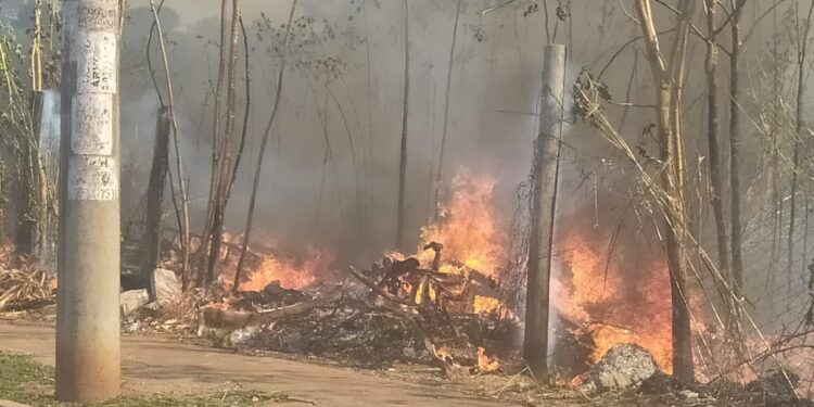 Rainha da floresta existe, mora na Capital e até enfrentou fogo para salvar animais