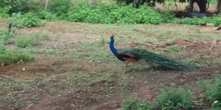 Rainha da floresta existe, mora na Capital e até enfrentou fogo para salvar animais