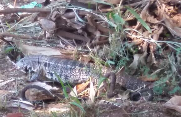 Rainha da floresta existe, mora na Capital e até enfrentou fogo para salvar animais