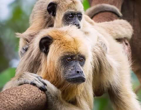 Rainha da floresta existe, mora na Capital e até enfrentou fogo para salvar animais