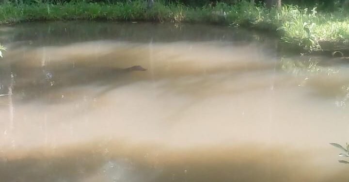 Rainha da floresta existe, mora na Capital e até enfrentou fogo para salvar animais