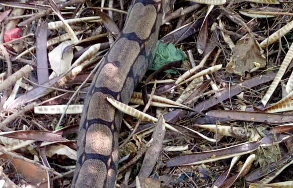 Rainha da floresta existe, mora na Capital e até enfrentou fogo para salvar animais