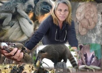 Rainha da floresta existe, mora na Capital e até enfrentou fogo para salvar animais
