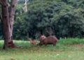 Capivara aproveita o #sextou e passeia pelo bosque com sua amiga Seriema