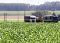 MS registra o 2º maior crescimento de produção de grãos do País, aponta a Conab