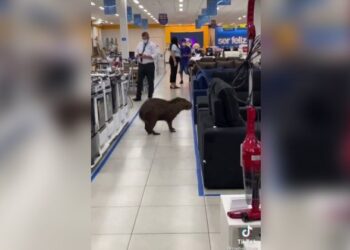 Capivara aproveita “promoção” e corre para a loja Magazine Luiza em SC