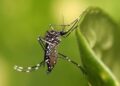 Veja mitos e verdades sobre o mosquito da dengue, zika vírus, chikungunya e febre amarela