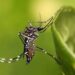 Veja mitos e verdades sobre o mosquito da dengue, zika vírus, chikungunya e febre amarela