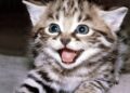 Quem quer um gatinho? CCZ faz feira de adoção neste sábado com 40 felinos