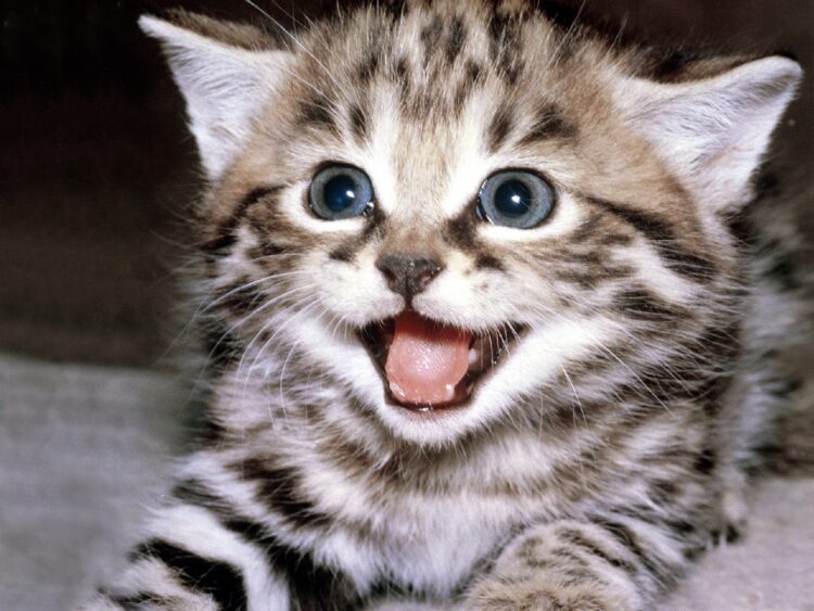 Quem quer um gatinho? CCZ faz feira de adoção neste sábado com 40 felinos