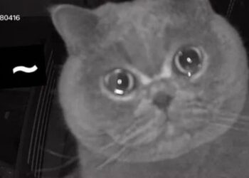 Vídeo: gato chora em frente a câmera, após donos viajarem e o deixarem sozinho