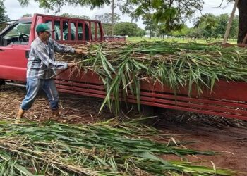 Produtores de MS recebem capiaçu para alimentar gado como forma de economizar