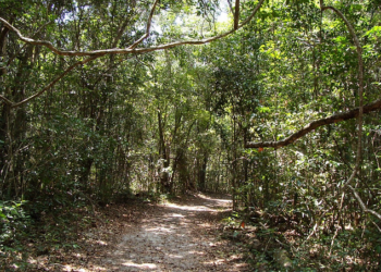 Homem encontra corpo que pode ser de pessoa desaparecida em janeiro