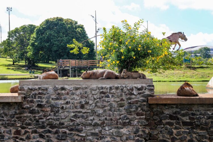 O click deste sábado do #capivarou é do repórter fotográfico Paulo Francis