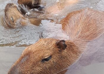 “Capivaras brincam e nadam em lago” – Foto de Denilson Secreta