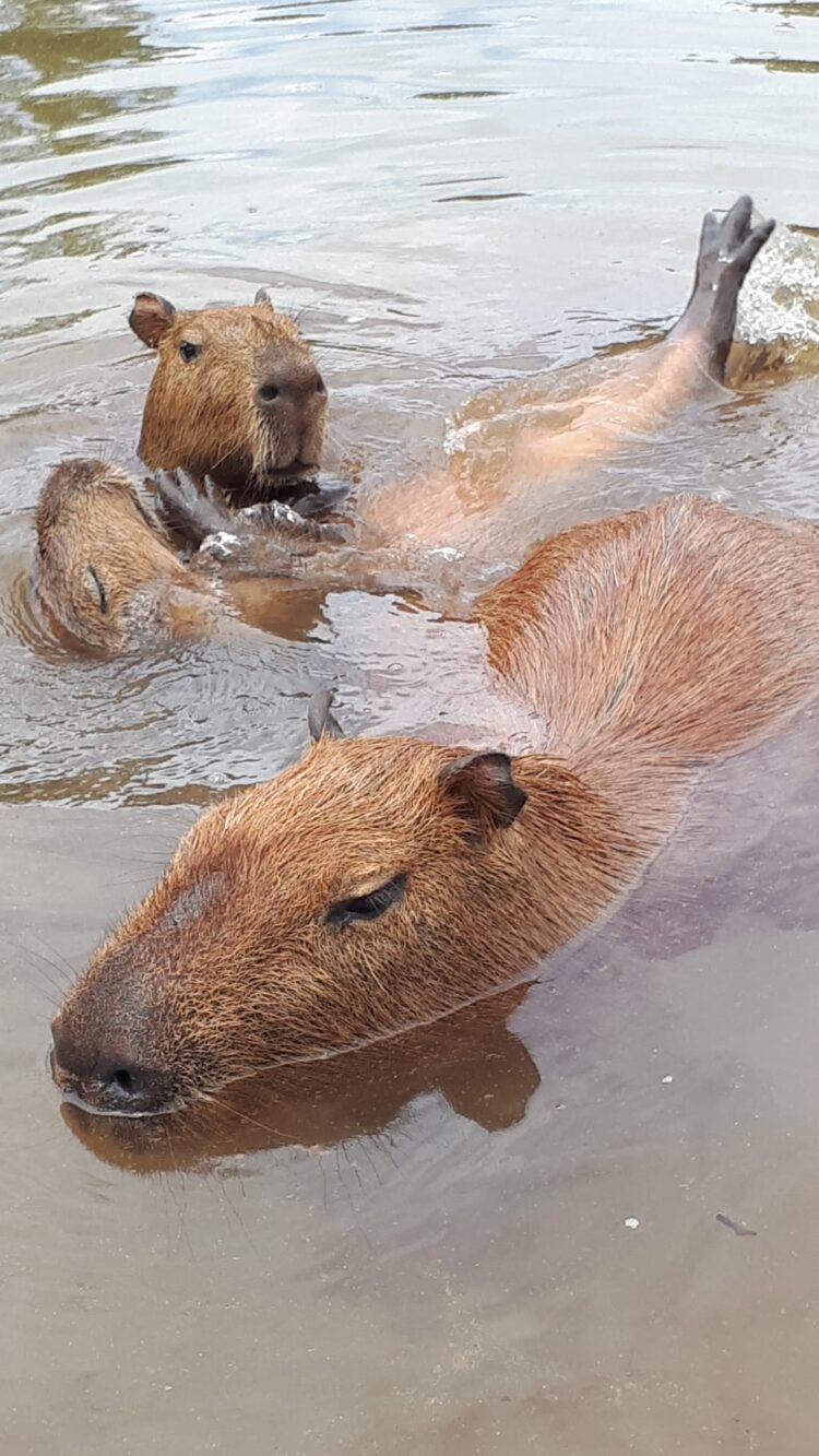 “Capivaras brincam e nadam em lago” – Foto de Denilson Secreta