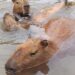 “Capivaras brincam e nadam em lago” – Foto de Denilson Secreta