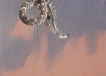 Mulher leva susto ao encontrar cascavel dentro de casa e aciona a PMA