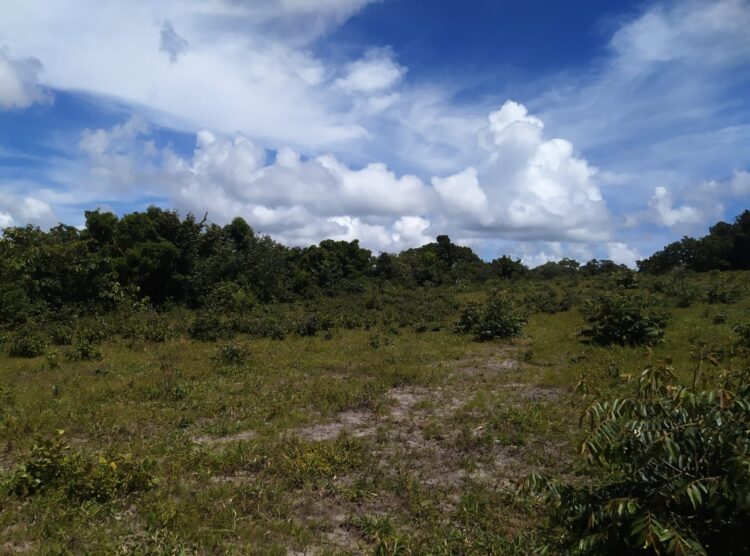 Campo-grandense é autuado em R$ 50 mil por desmatamento ilegal de 49,69 hectares