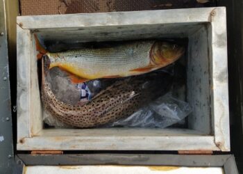 Homem é preso e multado em R$ 4,9 mil por abater dourado que está com pesca proibida