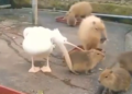 “Olho maior que a barriga”: em vídeo Pelicano tenta engolir Capivara