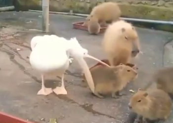 “Olho maior que a barriga”: em vídeo Pelicano tenta engolir Capivara