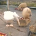 “Olho maior que a barriga”: em vídeo Pelicano tenta engolir Capivara