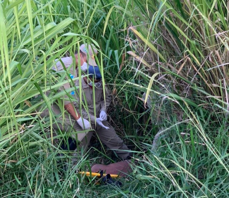 Polícia e bombeiros encontram vítima de tentativa de homicídio escondida em matagal