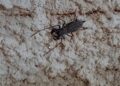 No mês deles, moradora leva susto e mata escorpião a “chinelada” no Nova Campo Grande