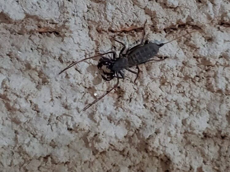 No mês deles, moradora leva susto e mata escorpião a “chinelada” no Nova Campo Grande