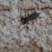 No mês deles, moradora leva susto e mata escorpião a “chinelada” no Nova Campo Grande