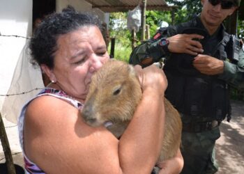 “Amor de capivara”: Mulheres que adotaram roedor como animal de estimação