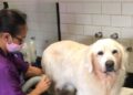 Calor intenso exige mais cuidados com os pets