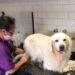 Calor intenso exige mais cuidados com os pets
