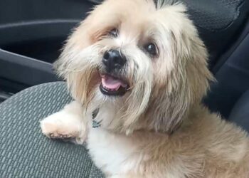 Dono procura Lhasa apso desaparecido há 4 dias e oferece R$ 700 a quem encontrar