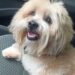 Dono procura Lhasa apso desaparecido há 4 dias e oferece R$ 700 a quem encontrar