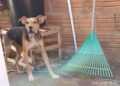 Donos são presos por manter cão acorrentado, sem água e no Sol na Capital