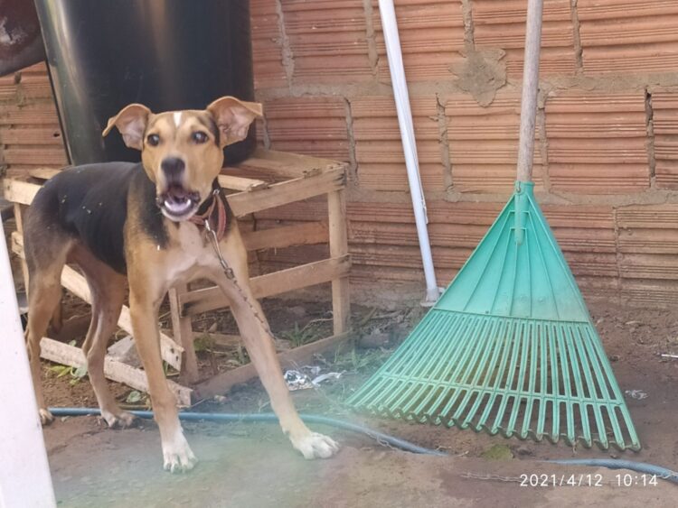 Donos são presos por manter cão acorrentado, sem água e no Sol na Capital
