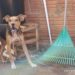 Donos são presos por manter cão acorrentado, sem água e no Sol na Capital