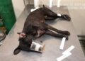 Na Capital, dono de Pit Bull é multado em R$ 1,5 mil por cão atacar guarda e outros cães
